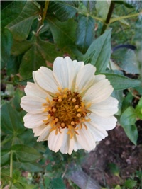 37246d4b-Bijela cinija.jpg
